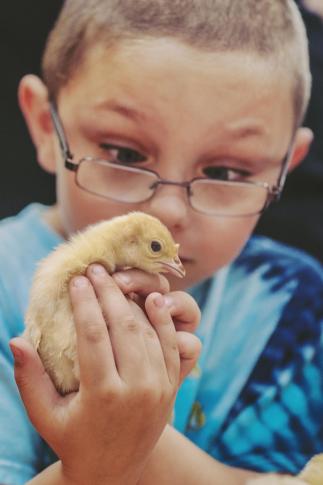 Check out some really cute pictures from N.C. State's Farm Animal Days