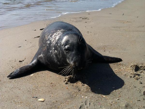 Viewer video: Seal on Kure Beach