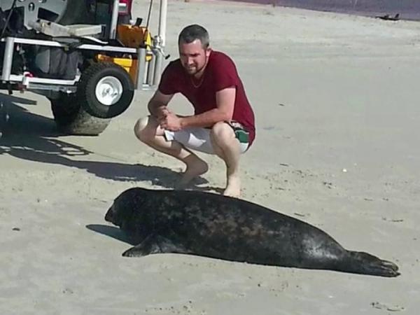 Gray seal is rare sight at NC coast