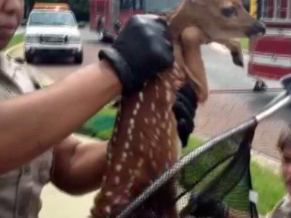 Viewer video: Baby deer pulled from storm drain
