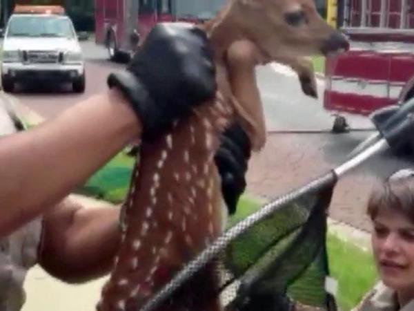 Fawn rescued from Raleigh storm drain