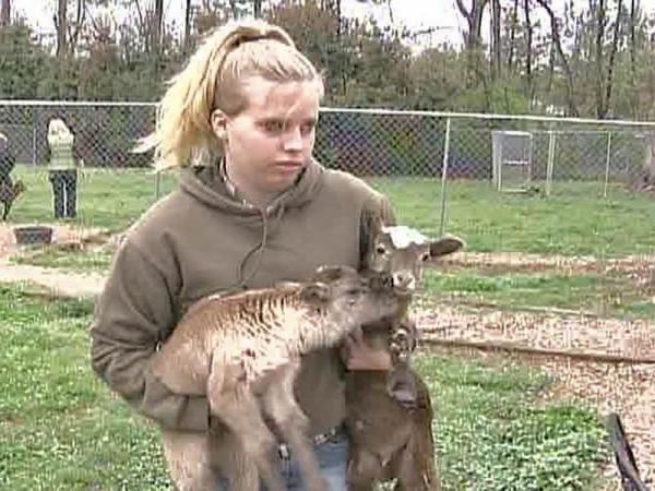 Students Adopt 13 Seized Lambs