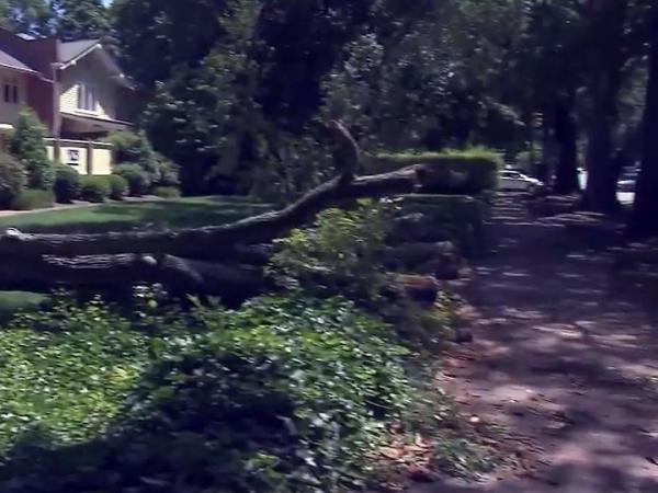 UNC student trying to escape storm when killed by tree