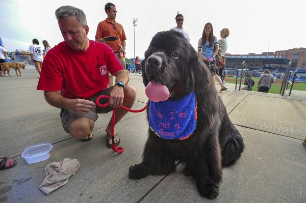Jeff Futch and Bigley, a 150-pound Newfoundland, take a break from walking during Bark in the Park night at the Durham Bulls Athletic Park Wednesday, June 19, 2013. It was the second time this season the Bulls worked with Second Chance Pet Adoptions to raise money for the no-kill animal shelter.  (Photo by Jeffrey A. Camarati)