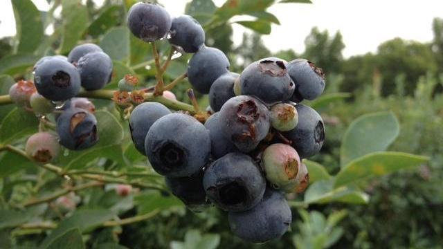 Blueberry Picking: 12 places to pick blueberries across the Triangle