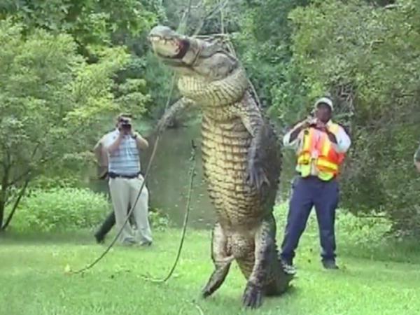 WATCH: Alligator eat dog near Jacksonville shopping center