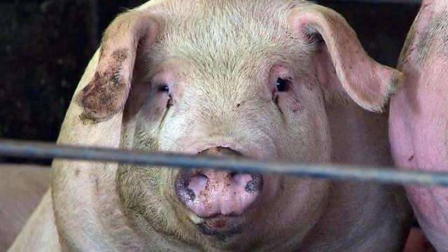 A hog at a North Carolina farming operation