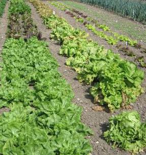 lettuce rows