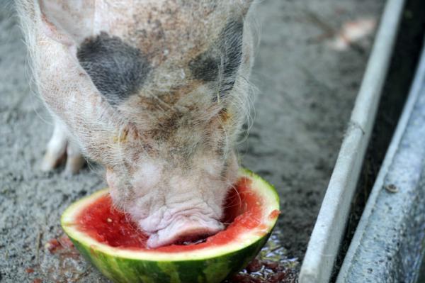 Animals indulge on Watermelon Day