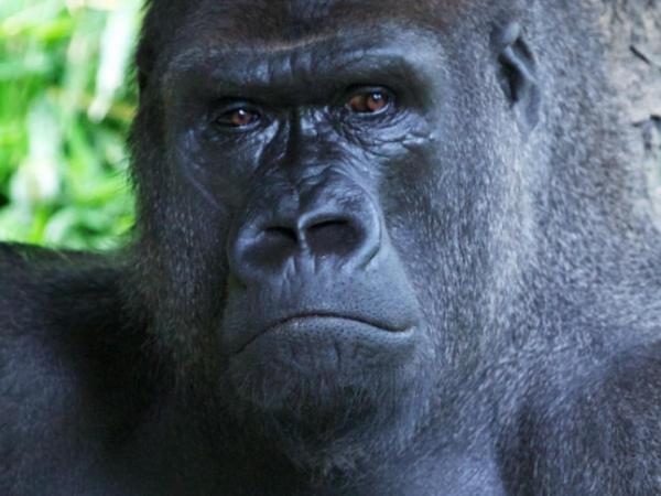 NC Zoo gorilla dies after unidentified illness