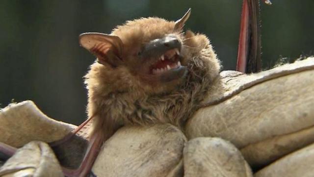Fox, bat test positive for rabies in Orange County