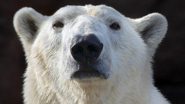 NC Zoo polar bear dies