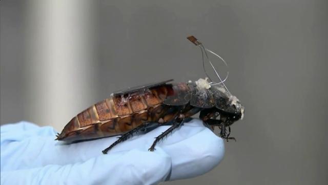 Cockroach cyborgs could save lives