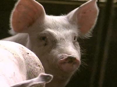 Hog farmers vow to fight odor lawsuits