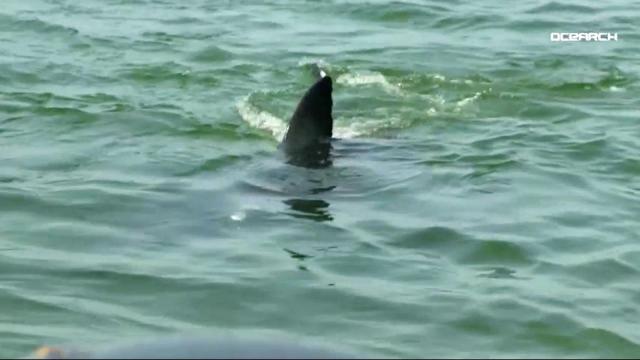 Studies demystify sharks off NC coast