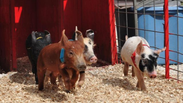 Pigs will not be racing at the State Fair this year