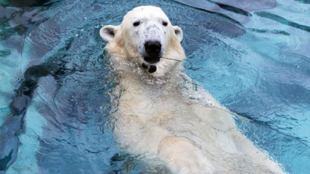 Wilhelm, NC Zoo polar bear