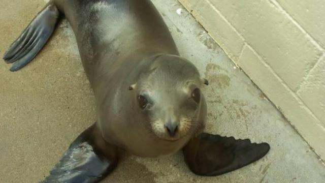 NC Zoo gets pair of sea lions
