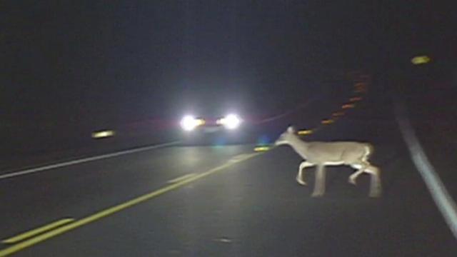 Deer-auto collision