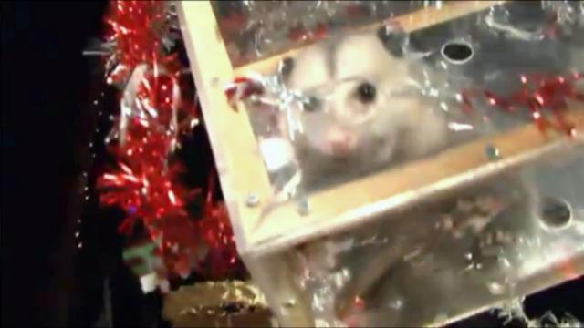 Lawmakers not dropping possum issue