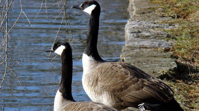 Nearly 150 geese euthanized in Alabama over health concerns