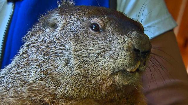 Sir Walter Wally retires; Raleigh's Groundhog Day to feature activities but no ceremony