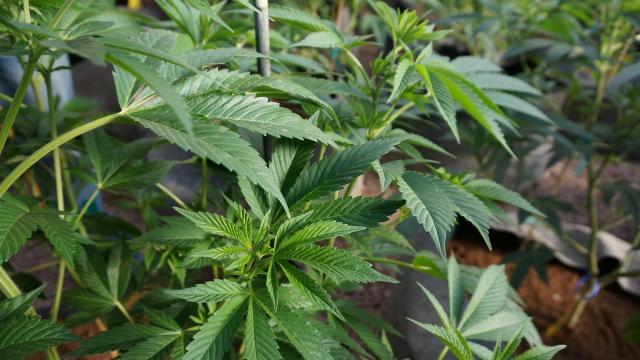 Momentum growing to legalize medical marijuana in NC