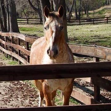Horse found shot to death in Zebulon pasture
