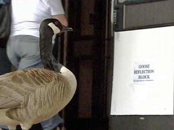 Goose Takes Gander at Store's Windows