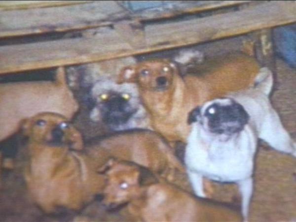 Sanford Breeders Under Fire for Housing Hundreds of Pets