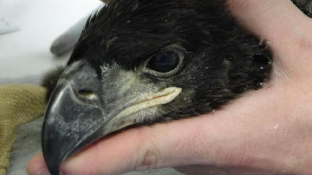 Injured eaglet recovering after 60 foot fall