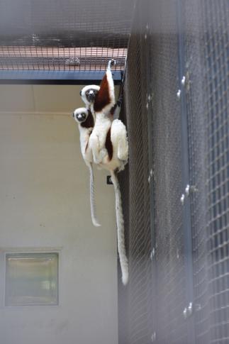 The Coquerel's Sifaka lemur and her baby hang around at the Duke Lemur Center.