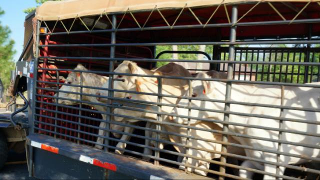 Malnourished cattle seized from Moore farm