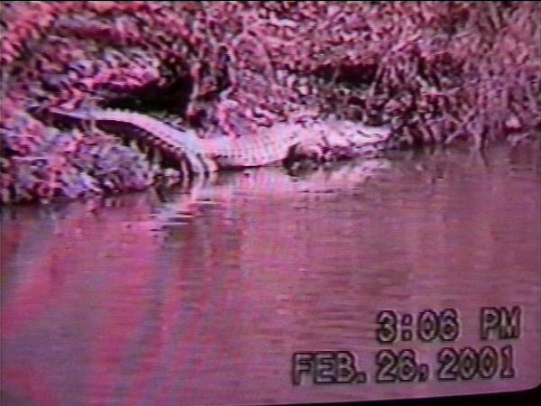 The legendary gator was caught on tape last month.(WRAL-TV5 News)