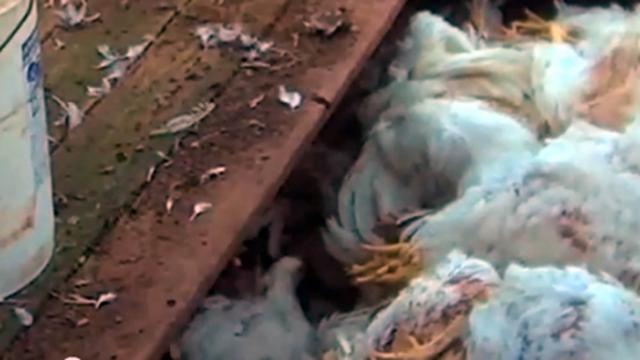 Chicken farm abuse