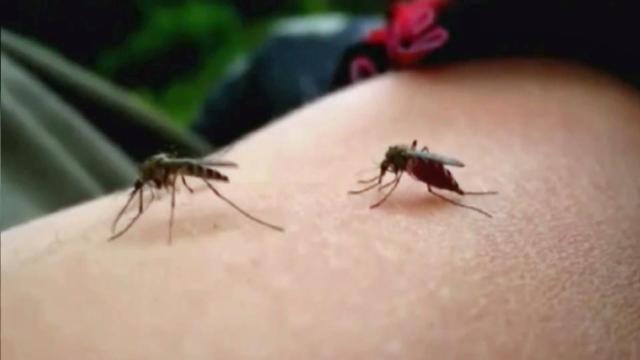 New vaccine could offer long-term protection from mosquito-borne viruses