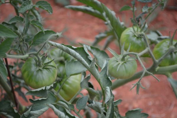 Coon Rock Farm dry-farms more than 50 varieties of heirloom tomatoes. 