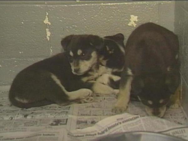 The cold weather is creating an uncomfortable situation for pets at a local animal shelter.(WRAL-TV5 News)