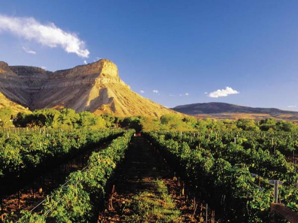 Colorado Winery