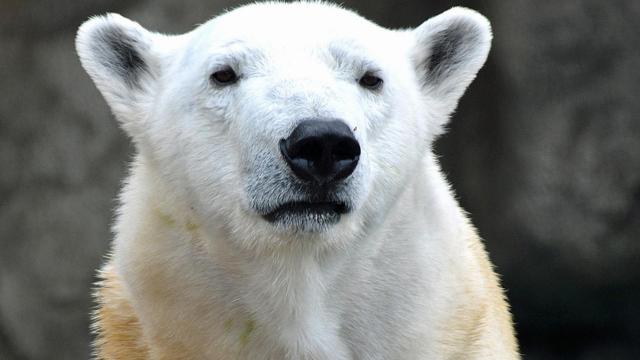Polar bear Anana at Lincoln Park Zoo