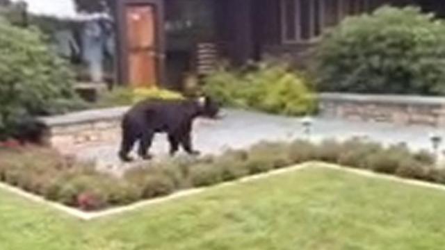 A bear visits the Western Residence