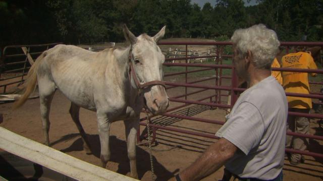 Neglected horses, dogs found near Warrenton