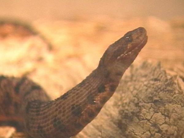 The Wildlife Resources Commission wants to give state protection to four types of snakes.(WRAL-TV5 News)