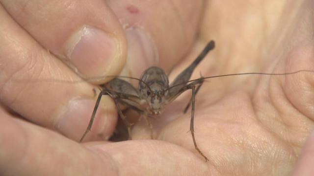Large, aggressive crickets common in eastern U.S. 