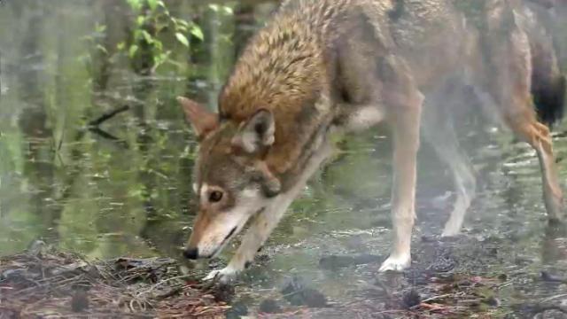Eastern NC at odds over red wolf