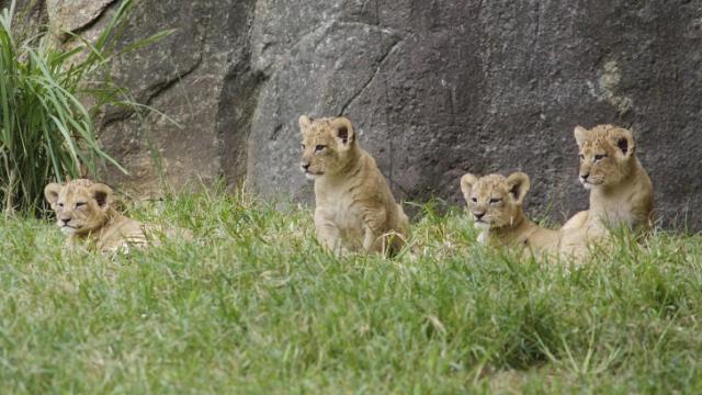 The North Carolina Zoo’s new lion cubs are pictured in the zoo’s lion exhibit.