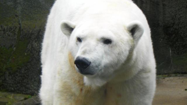 N.C. Zoo's new polar bear exhibit to open this month
