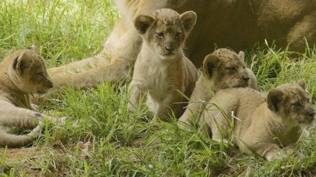 NC Zoo names lion cubs