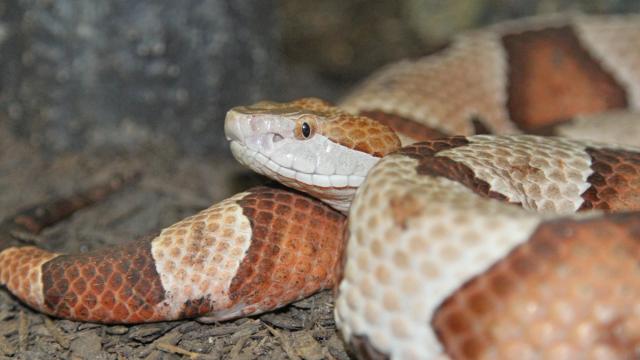 What to do if you're bitten by a snake in NC