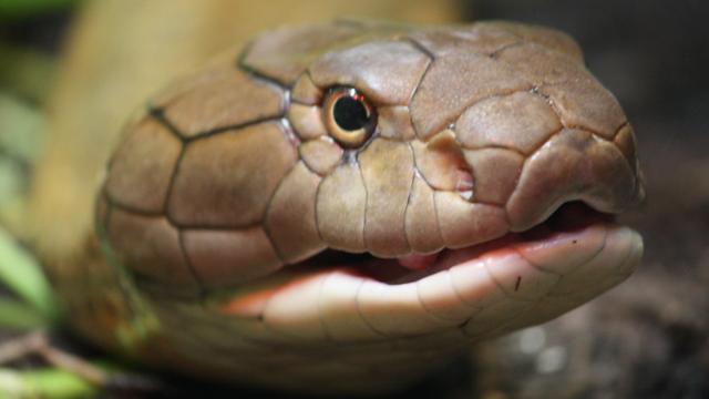 Deadly snakes create fatal attraction in Wilmington
